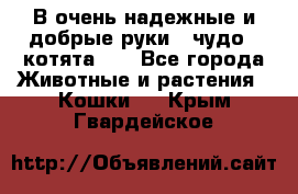 В очень надежные и добрые руки - чудо - котята!!! - Все города Животные и растения » Кошки   . Крым,Гвардейское